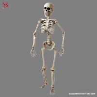 Poseable skeleton 160 cm