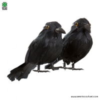 Petit corbeau ? plumes 10 cm