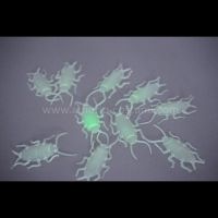 Buc. 12 G?ndacii stralucesc ?n ?ntuneric